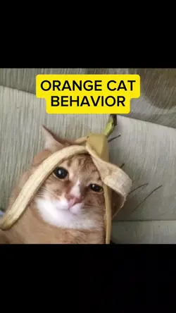 orange cat