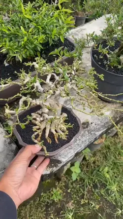 hobby bonsai