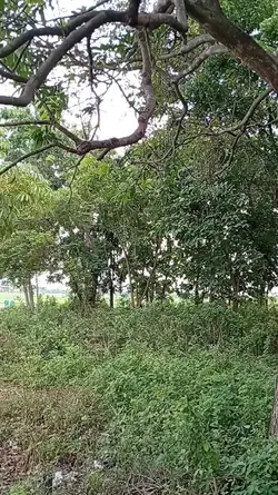penampakan