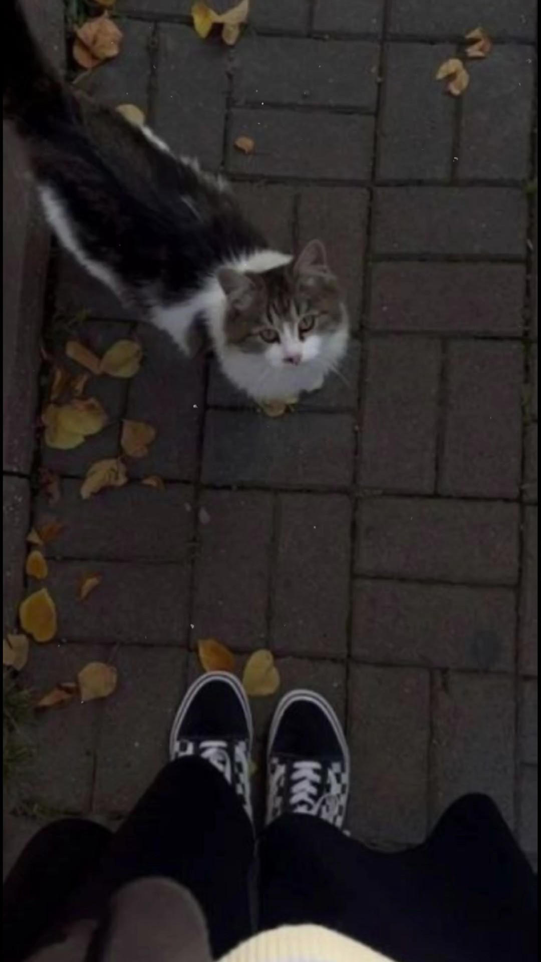 سميتك سما 