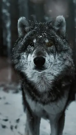 WOLF SPIRIT