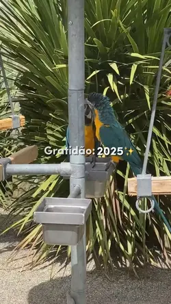 Gratidão 2025!