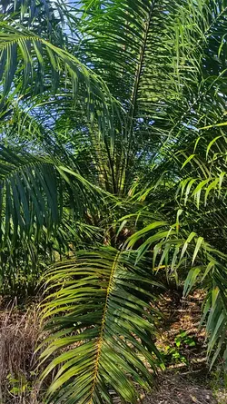 Petani Sawit 