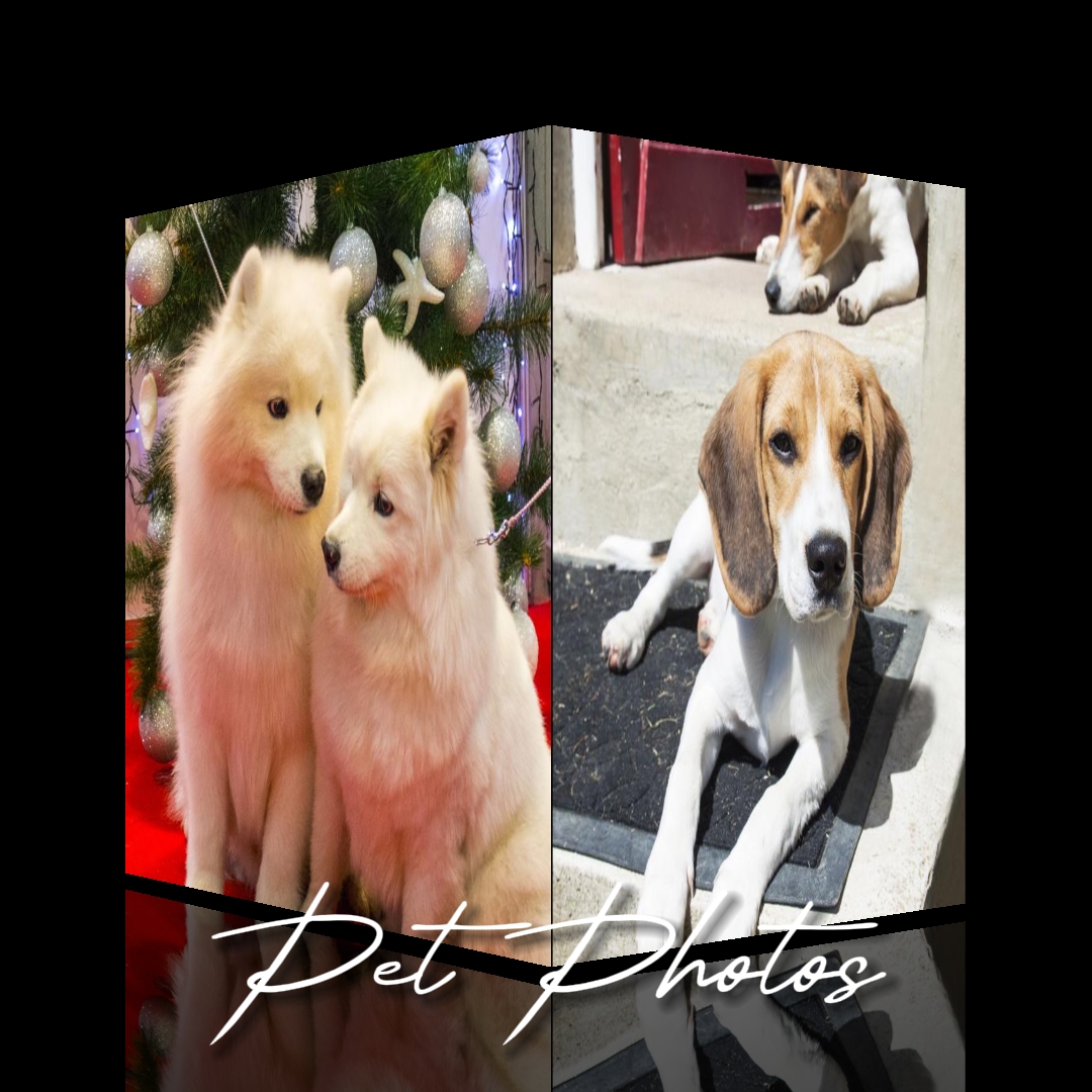 Efecto de cubo para mascotas