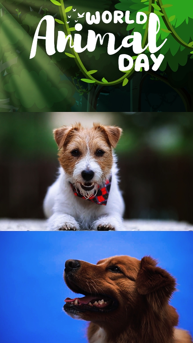 World Animal Day