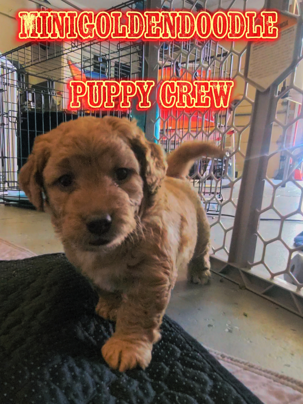 Mini Puppy Crew