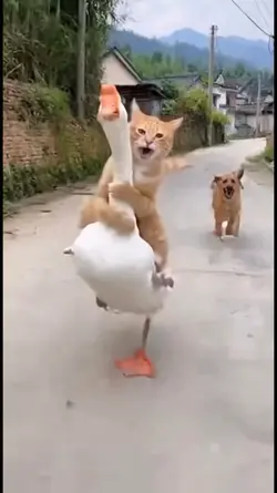 Funny cat meme