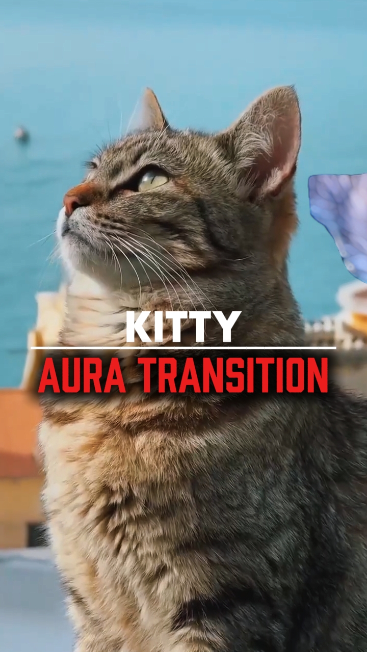 Aura de gatito