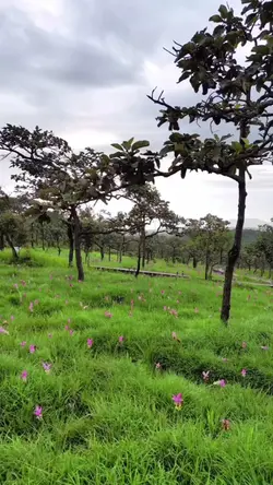 ซาวธรรมชาติเพราะๆ