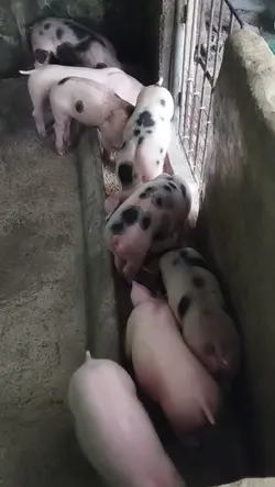 Baby Pig