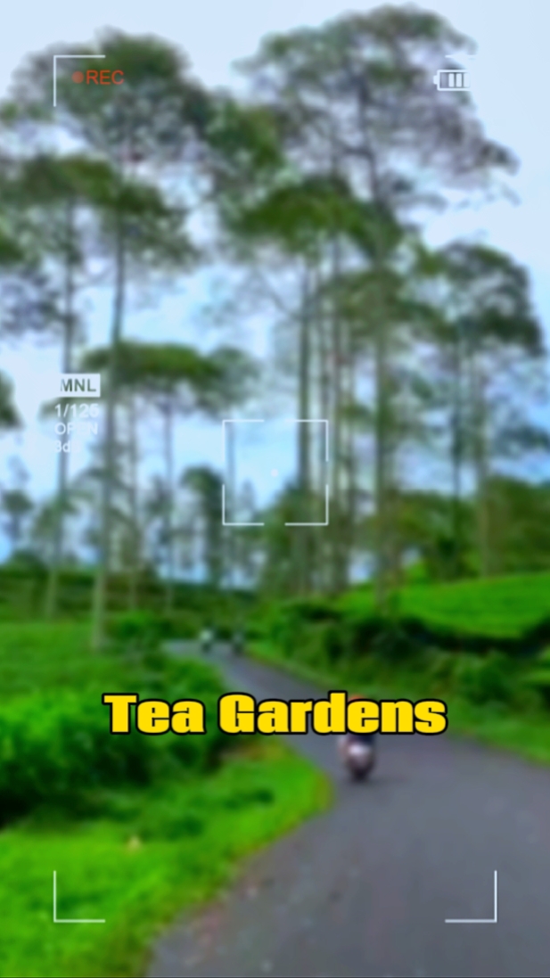 Kebun Teh 