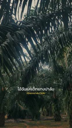 เด็กแทงปาล์ม