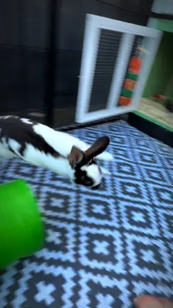 Rexi crazy and cute