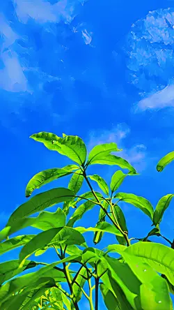 QUWAIT DAKHILI VIRAL