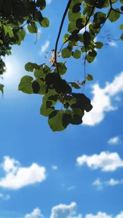 CINEMATIC X SLOWMO