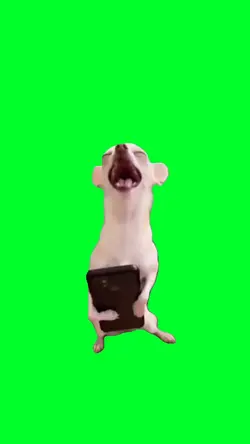 Dog laughing