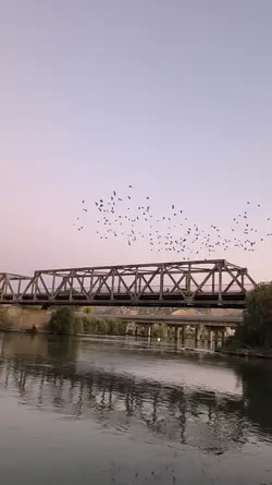 Kafamdaki sesler 