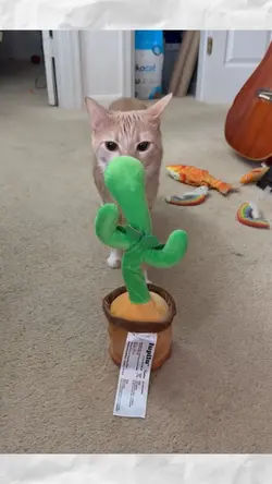 timid cat