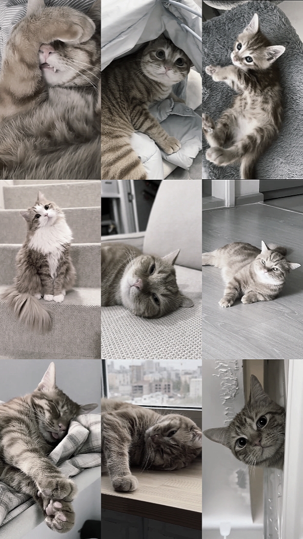 GATITO 9CLIP