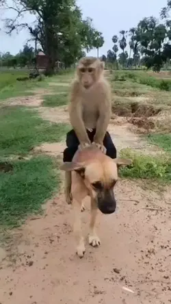 Dog & Monkey