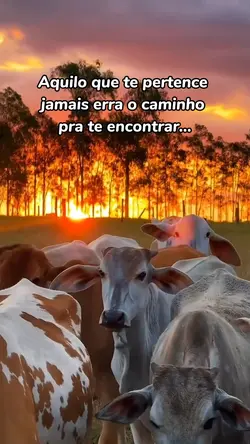 Sertanejo 