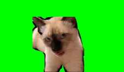 creepy cat