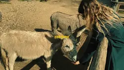 zoo mini vlog