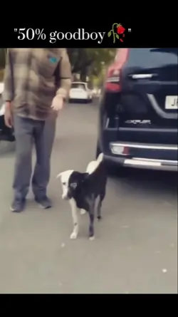 "50% goodboy"