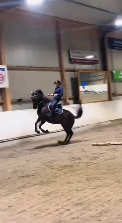 Horse fail 