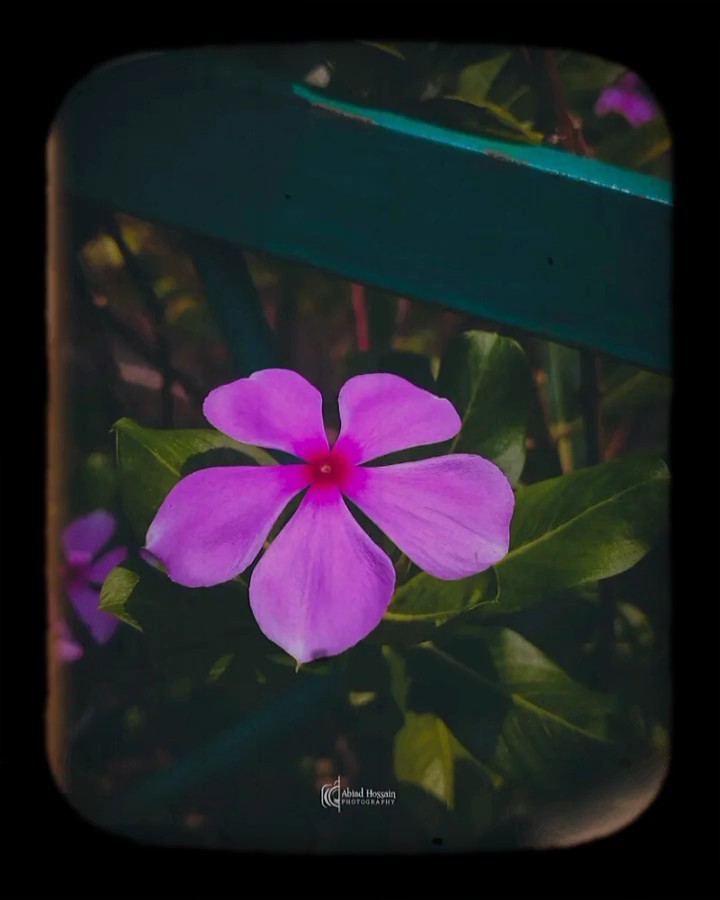 নিজে কষ্টে থাকলেও 