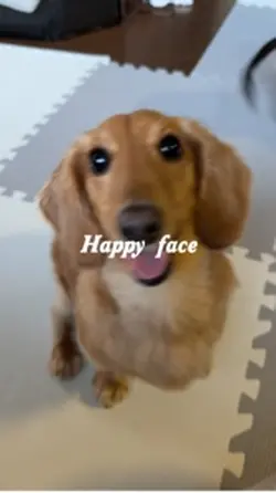 犬の色々な顔