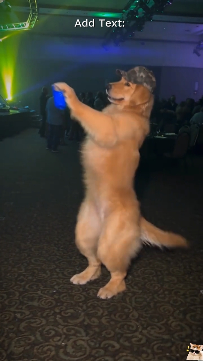 Whose Dog Is This? 