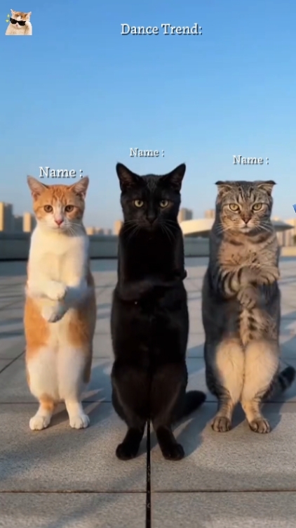 Dance Cat Trend