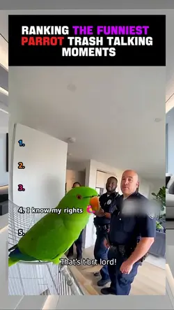 Parrot