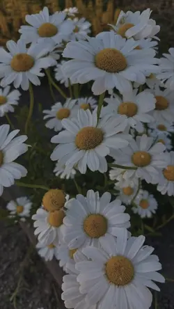 Daisy lovers