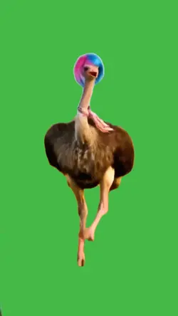 ostrich dance