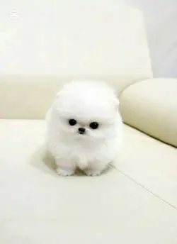 귀엽고 웃긴 강아지,고양이 사진 나눔
