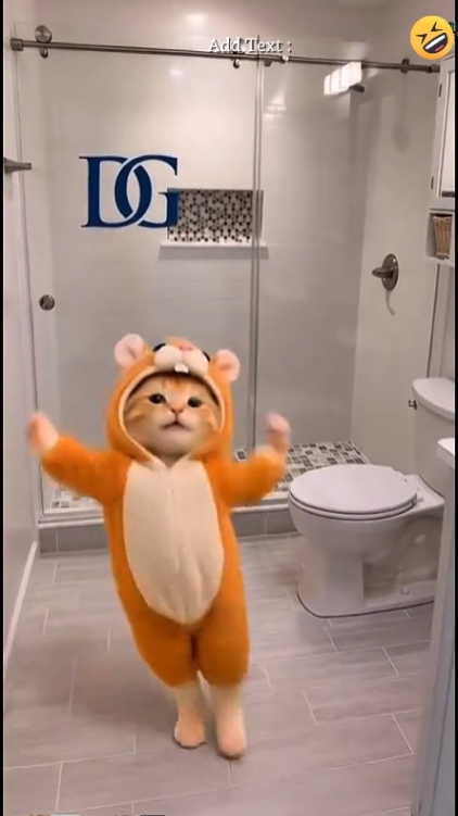 Gato Divertido