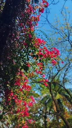 New Slowmotion 🌸✨