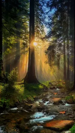 PEACEFUL WOODLAND