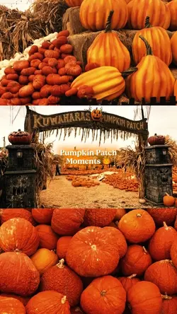 Pumpkin patch vlog