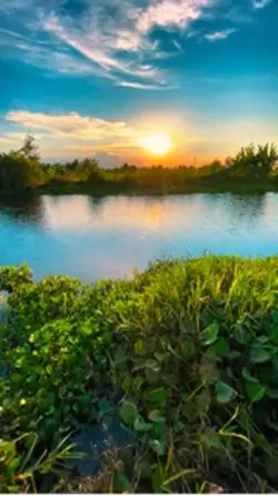 Chill + mẫu 1viveo