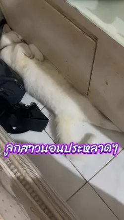 ใข่มุกนอนประหลาดๆ