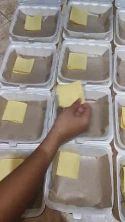 berbagi nasi