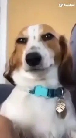 Funny dog meme