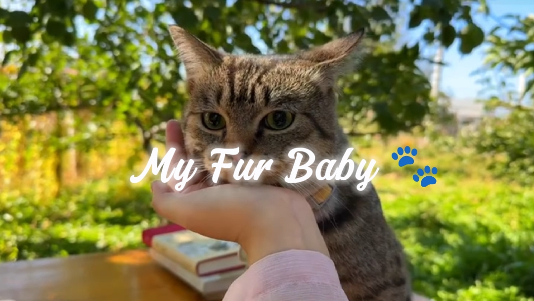 My Fur Baby