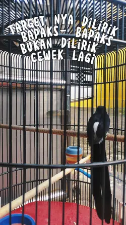 Status30Omkumiskicau