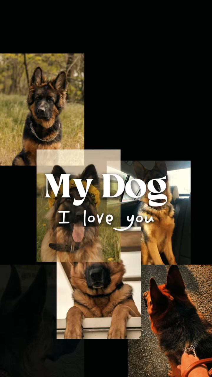 Plantillas de Mi Perro 