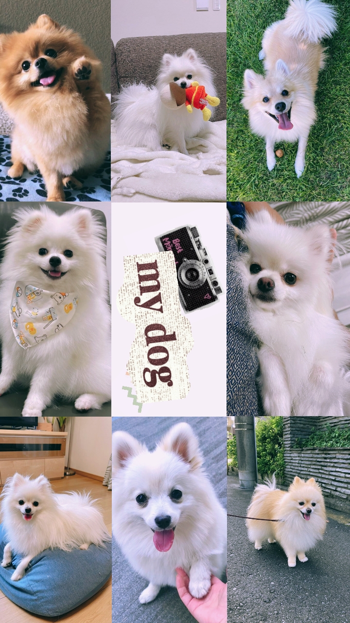Meu cachorro 