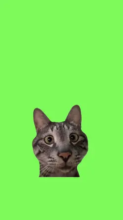 Curious cat